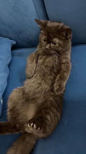 سنور سكوتيش ستريت عمره خمسه اشهر و الجنس ذكر