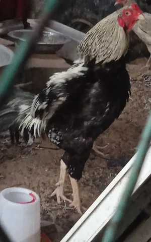 pakistani aseel rooster negotiable prize قابل لتفاوض