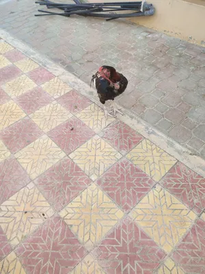 ديك باكستاني للبيع ب 20 ريال