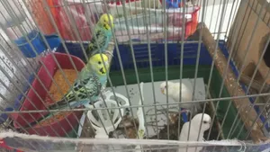 عصافير حب البينو عين الحمرة