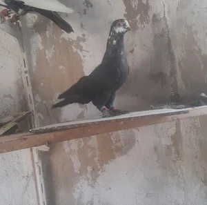 3 فحول بصلاه على النبي
