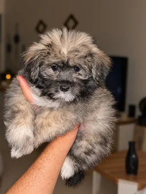 Pomeranian very small size
