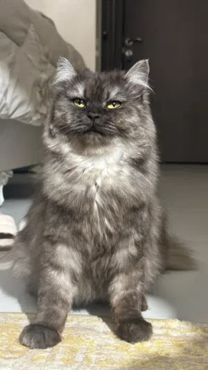 قطه شيرازيه