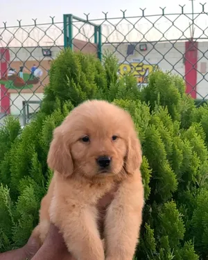 Available now Golden Retriever Puppies For information Call : goldenretrieverlovers