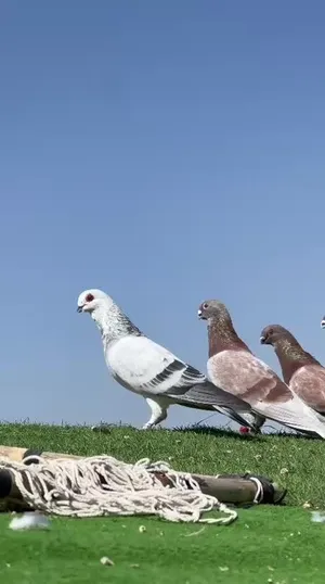 حمام كش للبيع