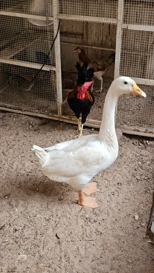 ديج عربي وبطة