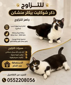 ذكر منشكن شوكلت بيكلر للتزاوج Male muchkin chocolate bicolor for mating متاح للبيع