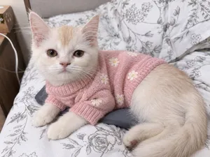 Cat for sale