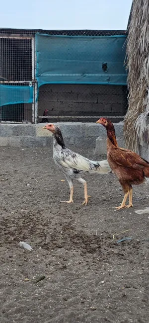 دجاج بكستاني