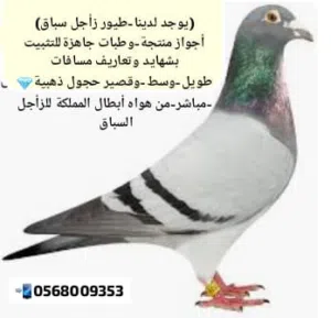 حمام زاجل سباق طبات جاهزة للتثبيت واجواز منتجة من افضل السلالات و الدماء وخطوط الفوز والتصليح ابطال