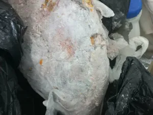 عنبر الحوت