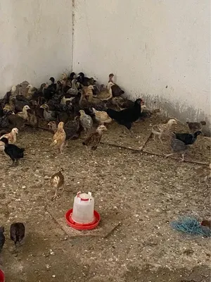 حمام بلدي للبيع 40 جوز حجم صغير