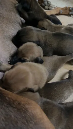Puppy Malinois dog