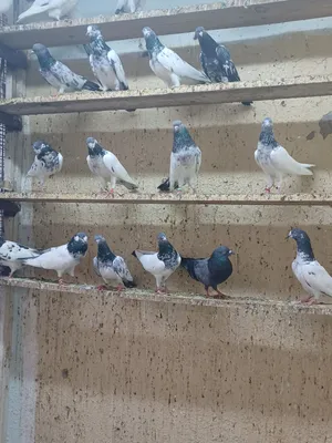 حمام باكستاني تيدي غولدن و كمنقر