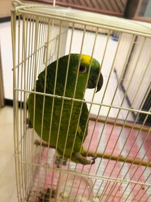 amazon parrot