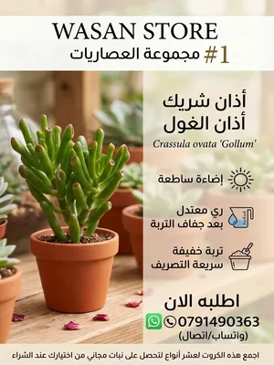 نباتات عصارية وصباريات جميلة