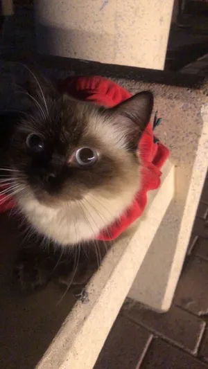 Cat for sale