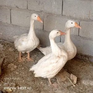 السلام عليكم بطوط للبيع عدد 3 كلهن ب 70