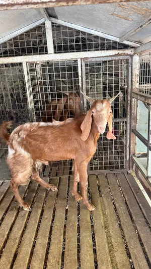 Damascus goat