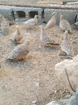 للبيع ازوج قطا العربي والعرم