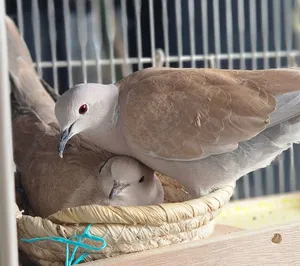 طيور معروظة متوفرة حاليا