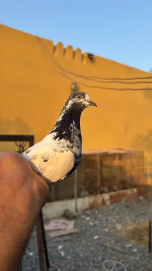 حمام بكستاني