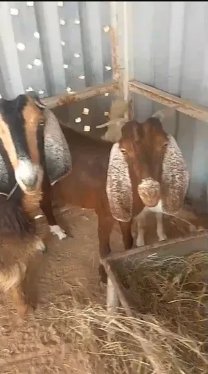 أغنام بلدي للبيع الحق ما تلحق