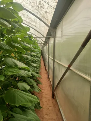 بيوت زراعيه /greenhouse