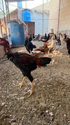 دجاج بكستاني للبيع