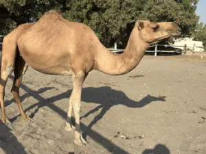 ناقه باطنيه اصل