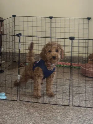 Toy Poodle