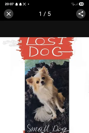 LOST DOG,  If see my dog, pls hold on to him until I arrive.     reward if find my dog.