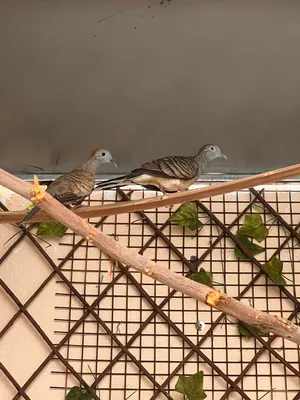 زبراء دوف ماشالله