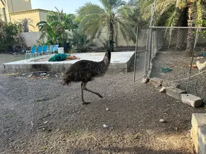 زوج نعام الايمو الاسترالي