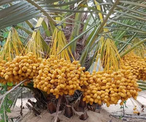 تمور الوحات