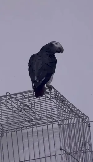 كاسكو التمنه عمره سنه ونص يحجي بطلاقه هواي بي كلمات موضح بالفيد قليل يكول يالله ياعلي مابي اي غلطه