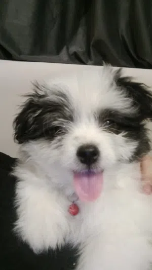 بنوتة شيتزو (Shih Tzu) بيور عمر ست شهور حجم صغير جدا مناسب للشقق