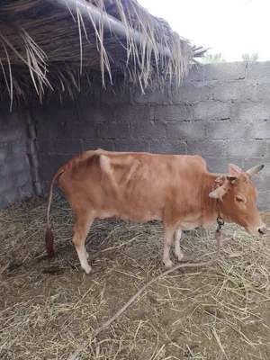 للبيع بقرة عمانية و فيها حليب