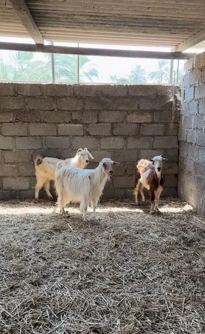 شواه حلال الرحوب