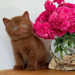 British Shorhair Kitten
