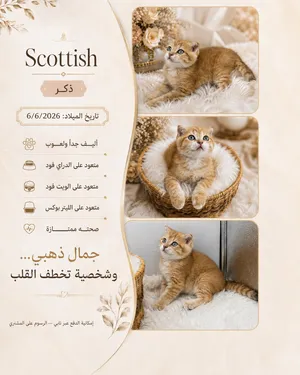 ذكريني برتش وسكوتش بيور