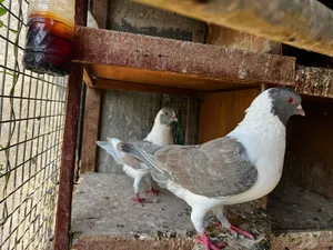 25 سعر جدا مناسب.