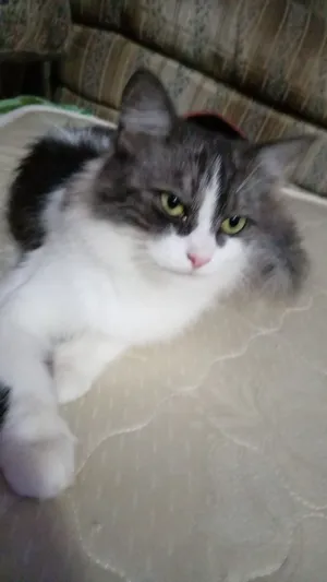 قط شعراني.