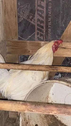 ديك تهجين فرنسي حجم كبير