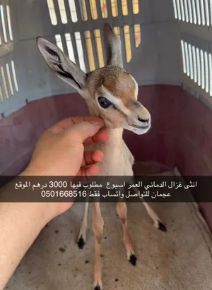 انثى غزال الدماني عمرها اسبوع مطلوب فيها 3000 درهم الموقع عجمان التواصل على الواتساب فقط
