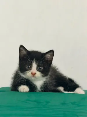 Scottish Kitten 3 months old almost