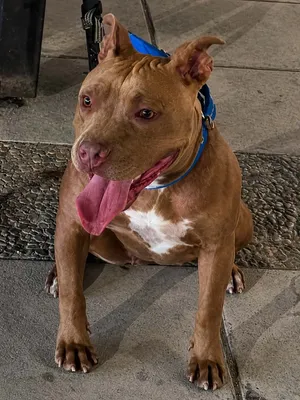 جيرمن-بلجم مالينو-قوقازي-ساموايد-بيتبول-جميع انواع الكلاب