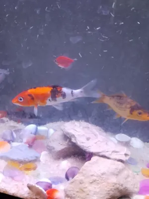 2 koi fish for sale