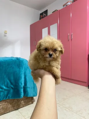 Pomapoo puppy almost 2months old