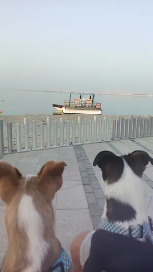 كلاب بيتبول مهجن